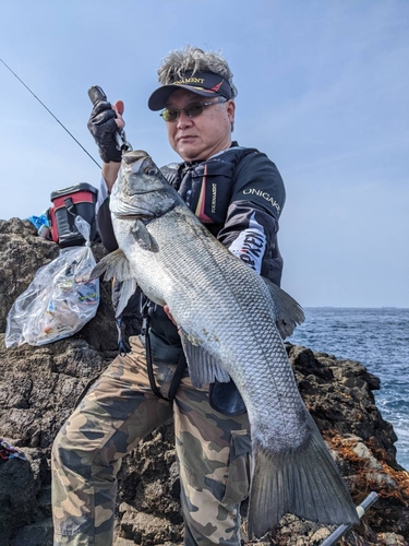 ヒラスズキの釣果