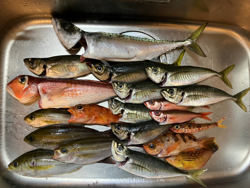 オキメバルの釣果