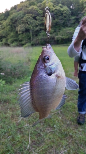 ブルーギルの釣果