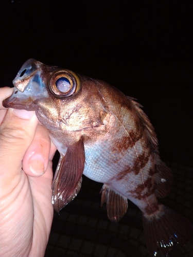 メバルの釣果