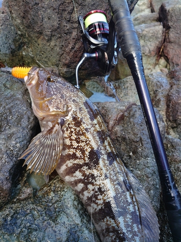 アイナメの釣果