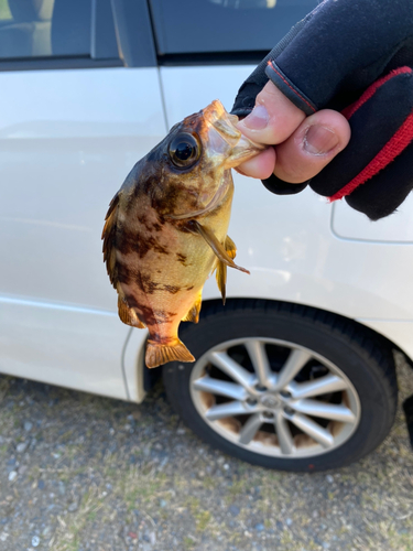 クロメバルの釣果