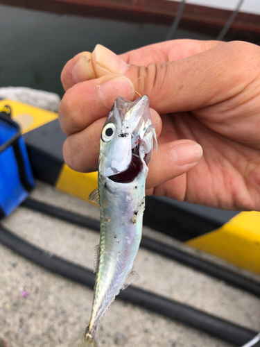 サバの釣果