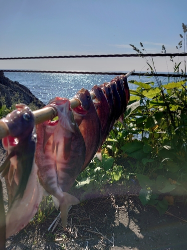 ホッケの釣果