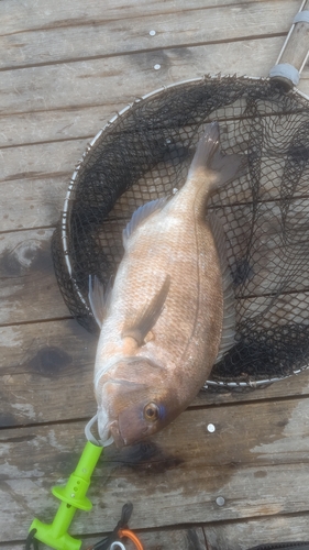 タイの釣果