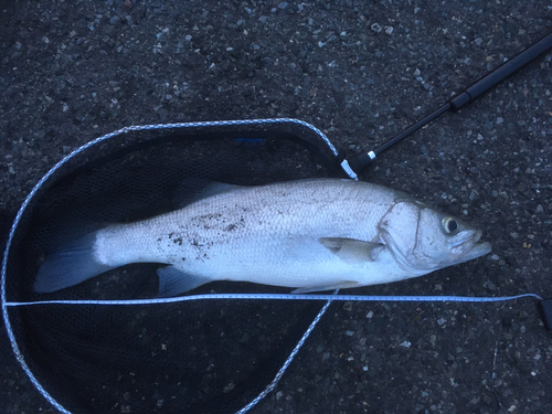 ヒラスズキの釣果