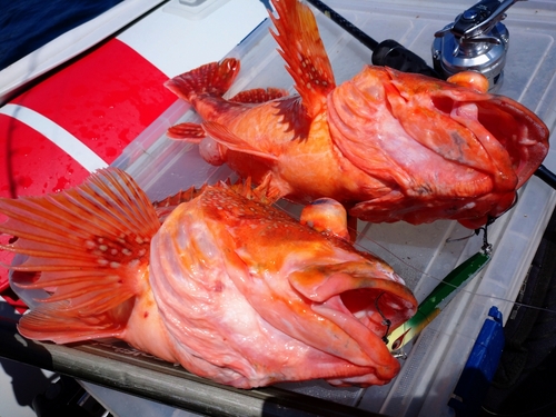 ウッカリカサゴの釣果