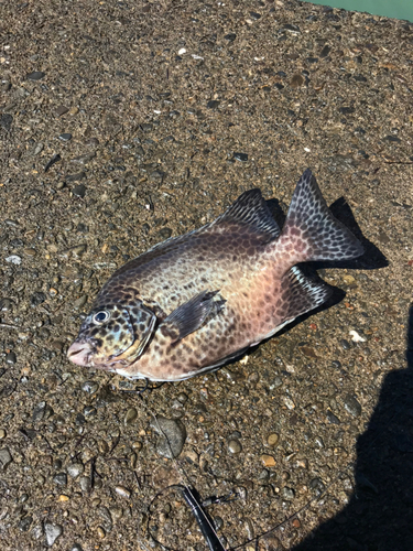 イシガキダイの釣果