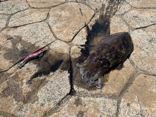 コウイカの釣果