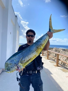 シイラの釣果