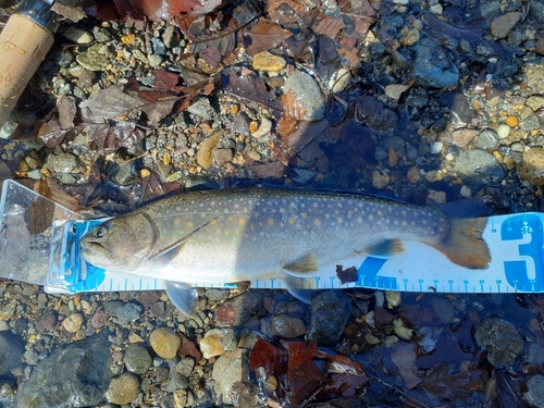 イワナの釣果