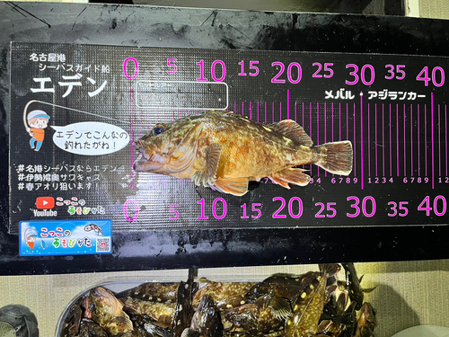 カサゴの釣果