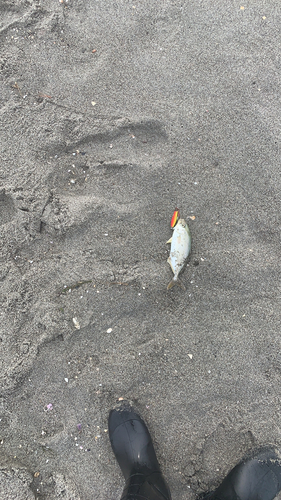 ショゴの釣果