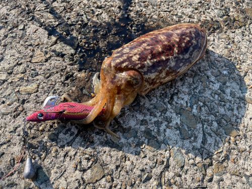コウイカの釣果