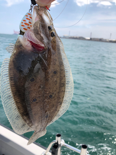 ヒラメの釣果