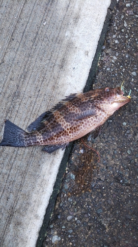 オオモンハタの釣果