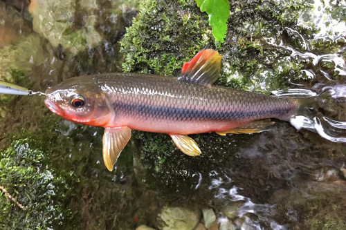 ホンモロコの釣果