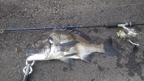 チヌの釣果