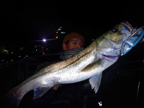 スズキの釣果