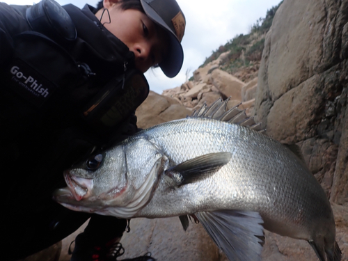 ヒラスズキの釣果