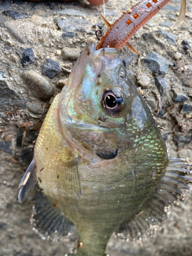 ブルーギルの釣果