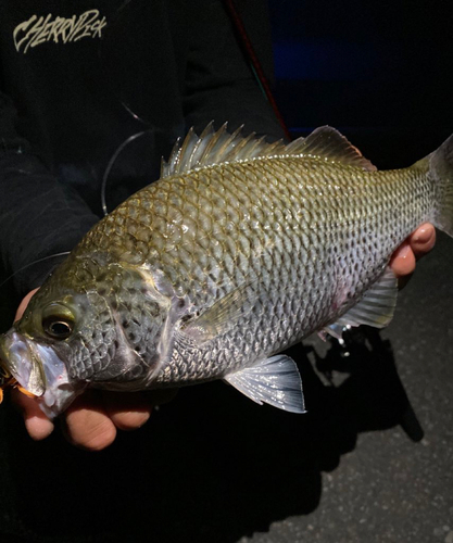 オオクチユゴイの釣果