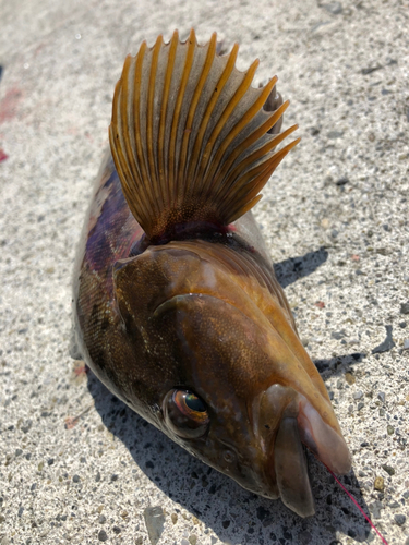 アイナメの釣果