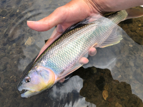 ケタバスの釣果