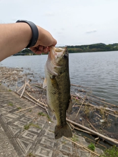 ラージマウスバスの釣果