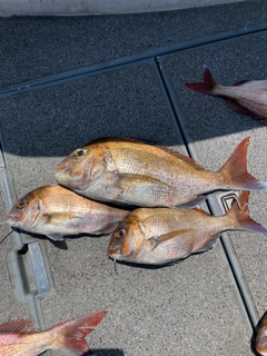 タイの釣果