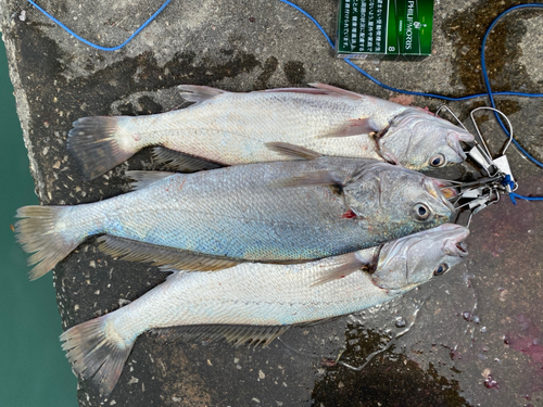 ニベの釣果