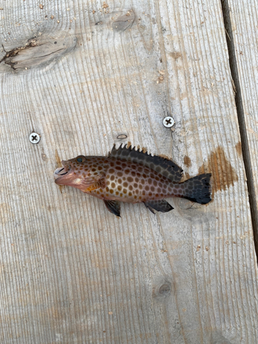 ハタの釣果