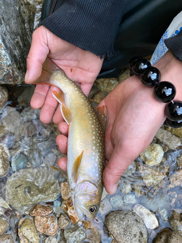 ヤマメの釣果