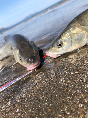 ウグイの釣果