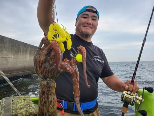 マダコの釣果