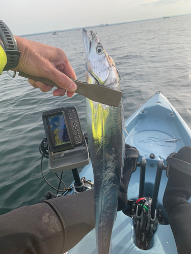 タチウオの釣果