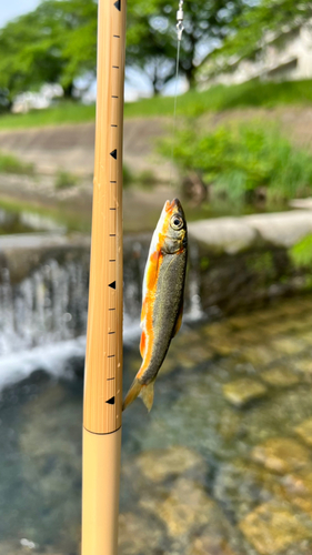 ウグイの釣果