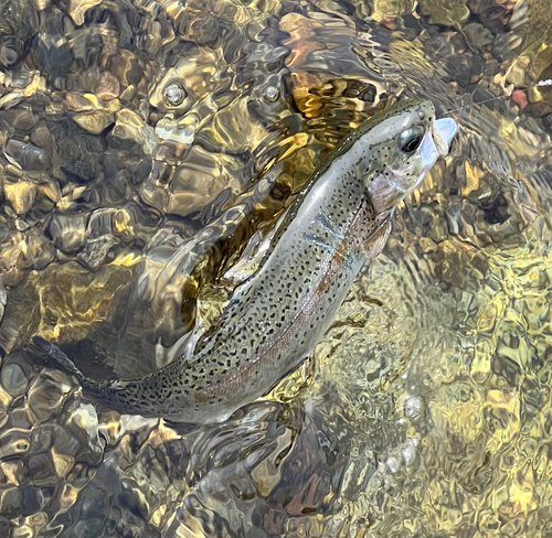 ニジマスの釣果