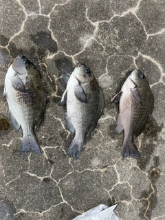 メジナの釣果