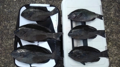 メジナの釣果