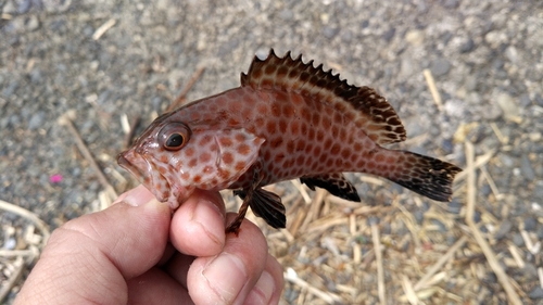 オオモンハタの釣果