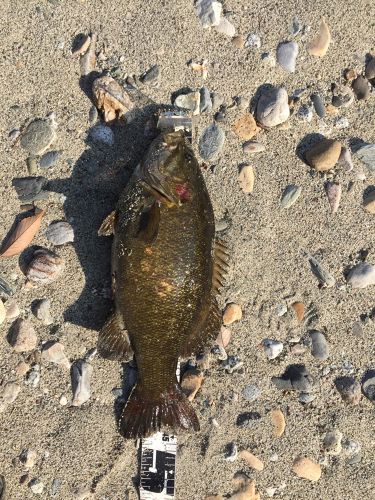 スモールマウスバスの釣果