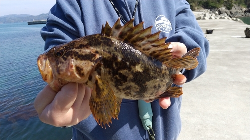 タケノコメバルの釣果