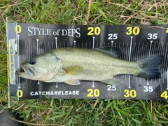 ブラックバスの釣果