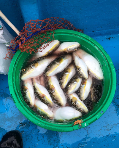 ショウサイフグの釣果