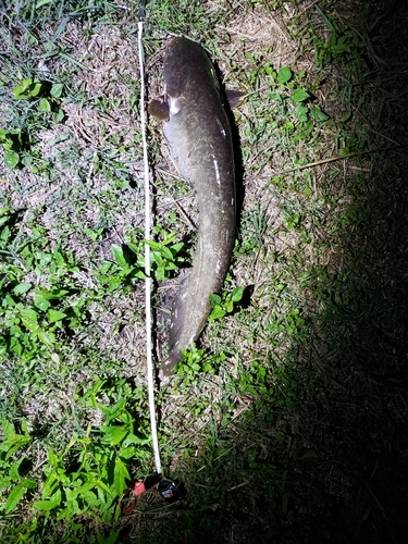 ナマズの釣果