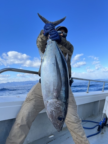 ビンチョウマグロの釣果