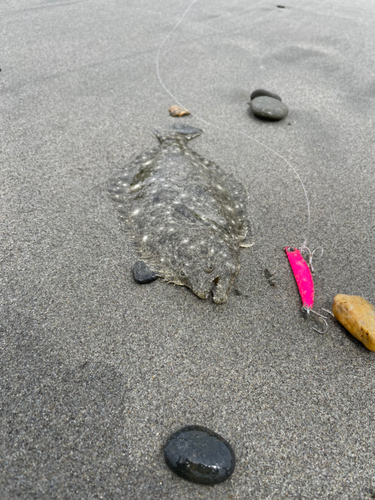 ソゲの釣果