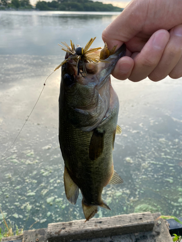 ブラックバスの釣果