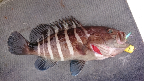 マハタの釣果